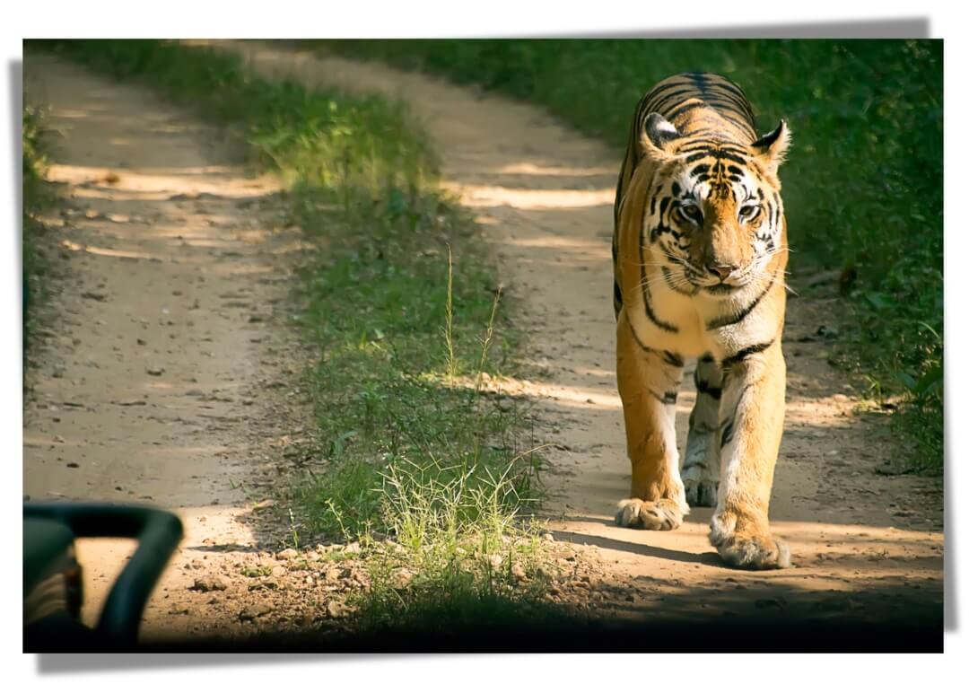 Tiger in Kanha National Park