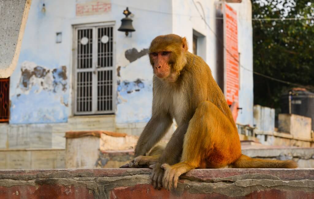 Monkey in Agra