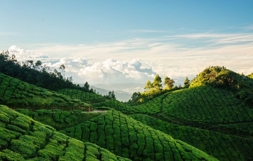 Munnar tea plantations