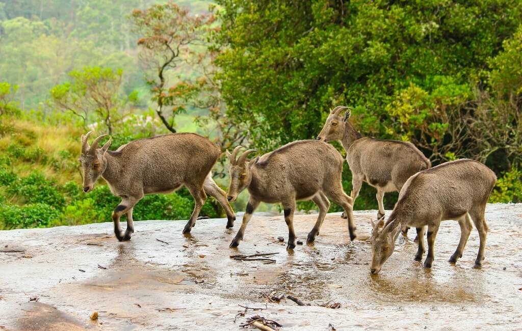 Nilagiri Tahr Munnar