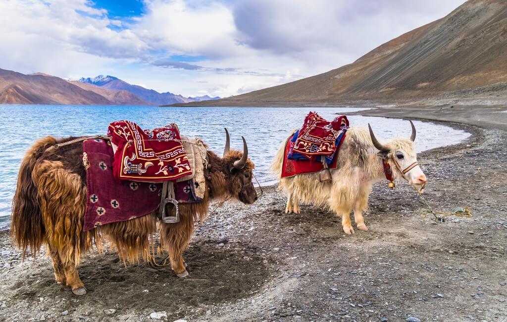 White and Brown Yaks in Pangong Lake