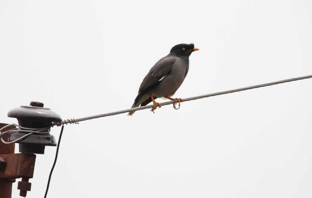 Bird on cable in Mussoorie