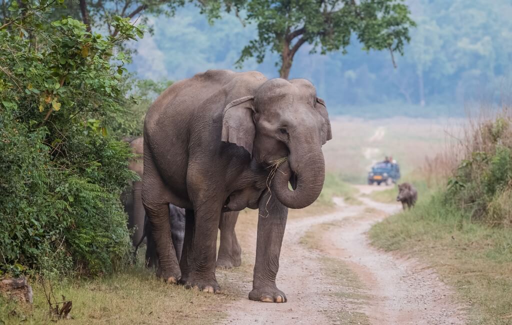 Elephant and Calf walking in Jim Corbett National Park