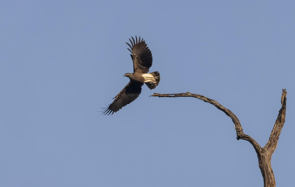 Lesser fish eagle in Jim Corbett National Park