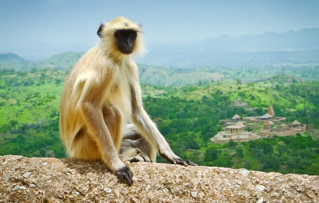 Monkey in Kumbhalgarh