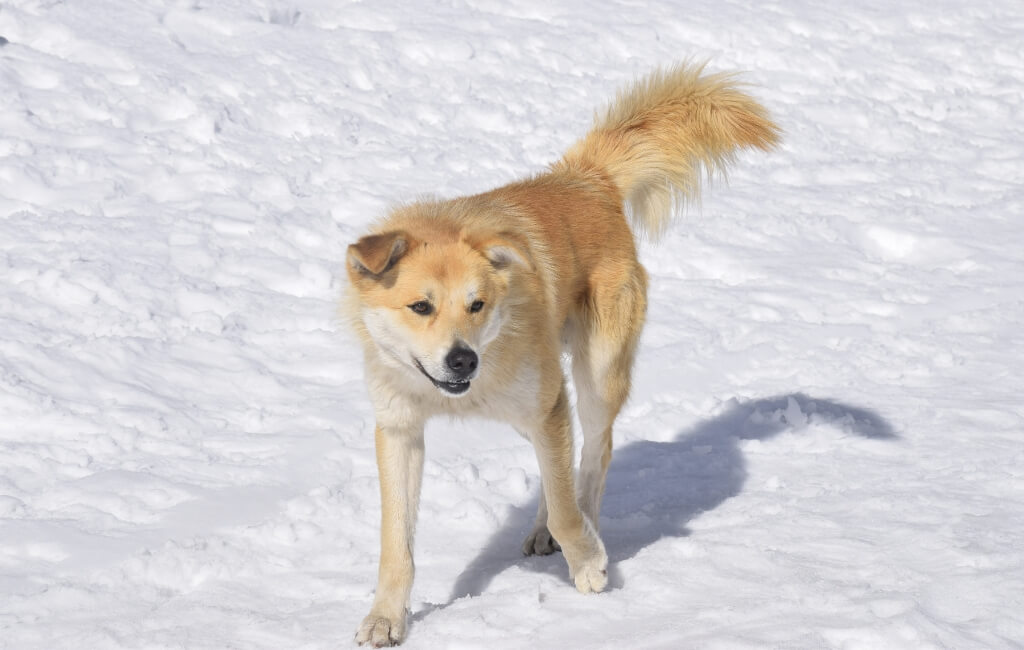 Mountain Dog in Auli