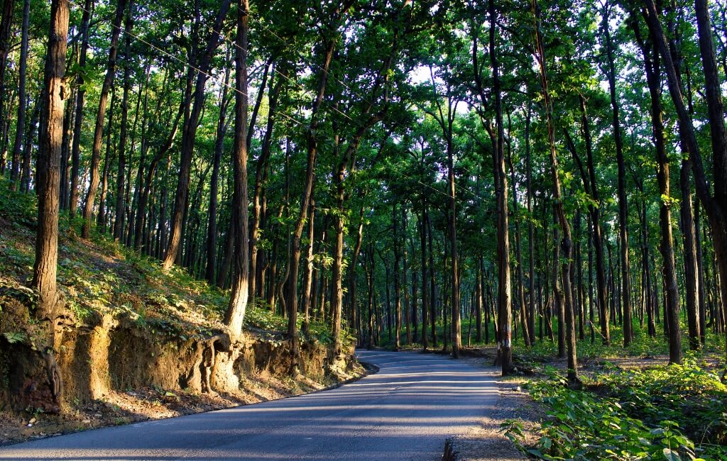 Premnagar road surrounded by trees in Dehradun