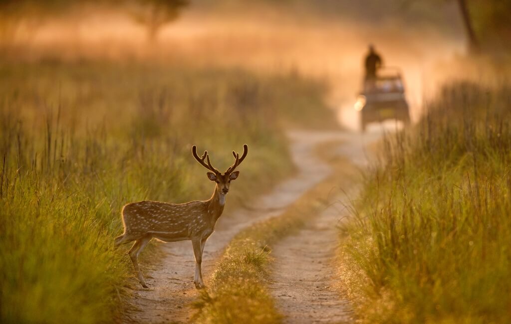 Spotted Deer in Jim Corbett National Park