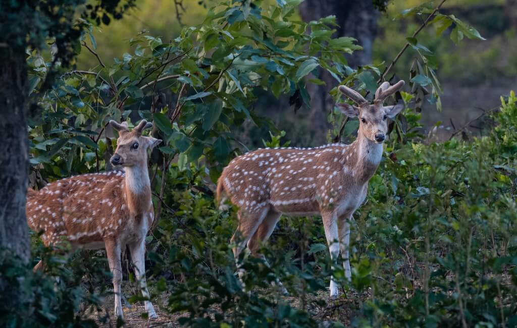 Spotted deers looking at camera in Jim Corbett National Park