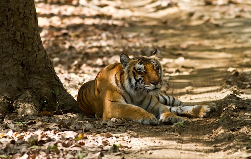 Tigress at Jim Corbett National Park