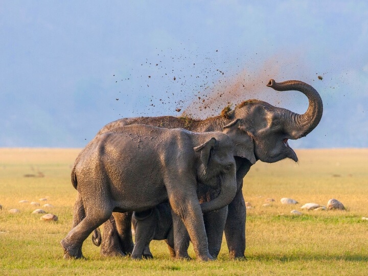Elephant herd in Jim Corbett national park