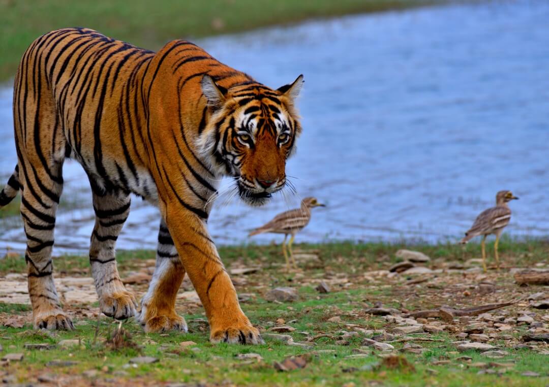 royal bengal tiger in Jim Corbett National Park