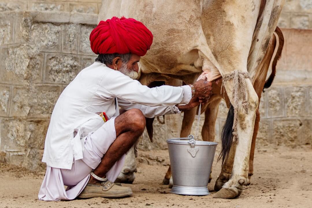 Village man milking his cow in Rajasthan